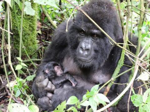 Nord-Kivu : Nouvelle naissance d'un gorille dans le Parc des Virunga _ naissance d'un gorille